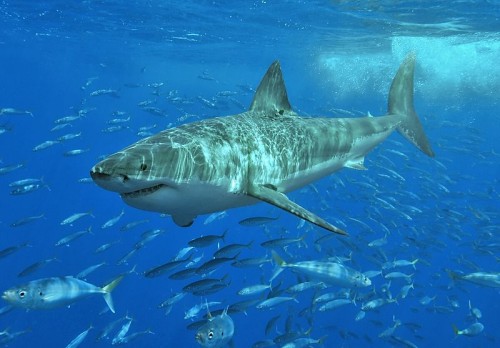 White_shark  Credit- terry goss