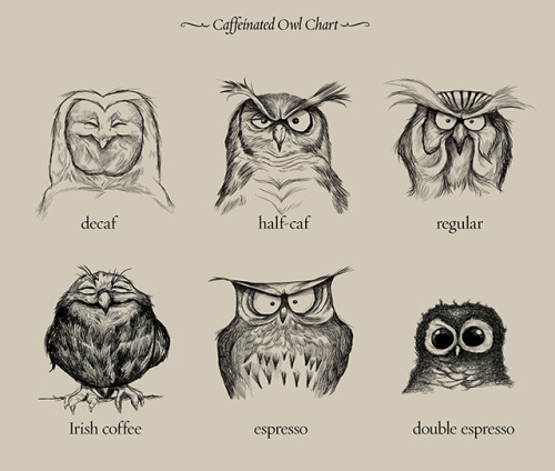 caffeinated owls