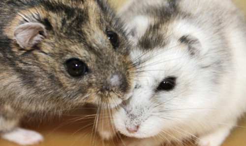 Siberian hamsters