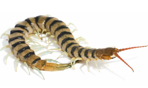 Centipede