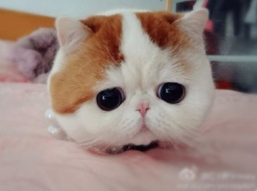 snoopybabe-cute-sad-cat-4