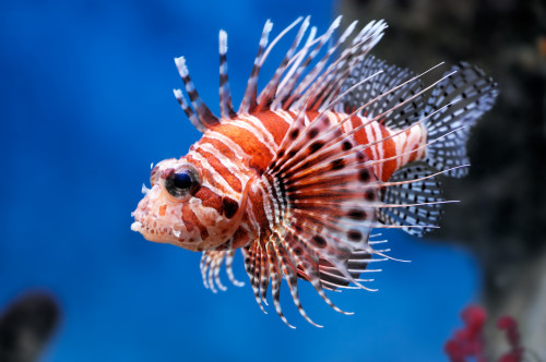 Lionfish (Pterois mombasae) in a Moscow Zoo aquarium