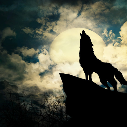 wolf in silhouette howling to the full moon