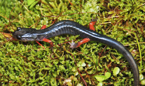 Red-Legged-Salamander