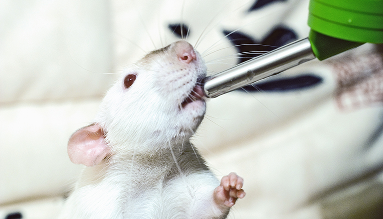 rat drinking from cage bottle