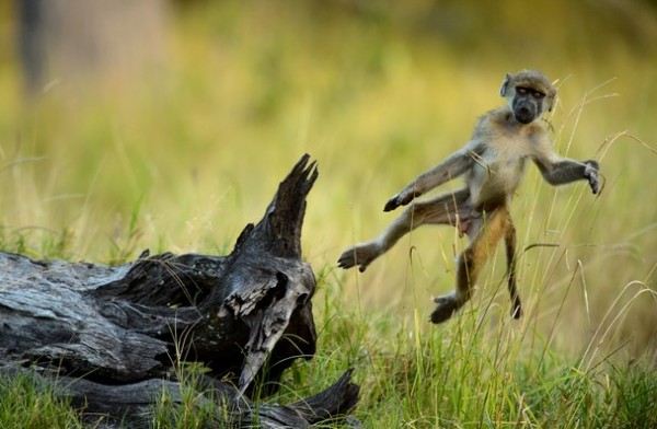 baboon, Botswana