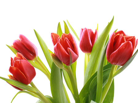 All About Tulips