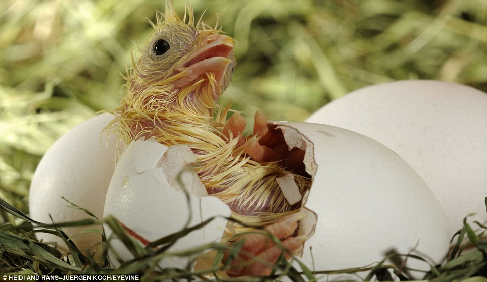 The Best Animals That Hatched From Eggs List You Must Know - Animals In ...