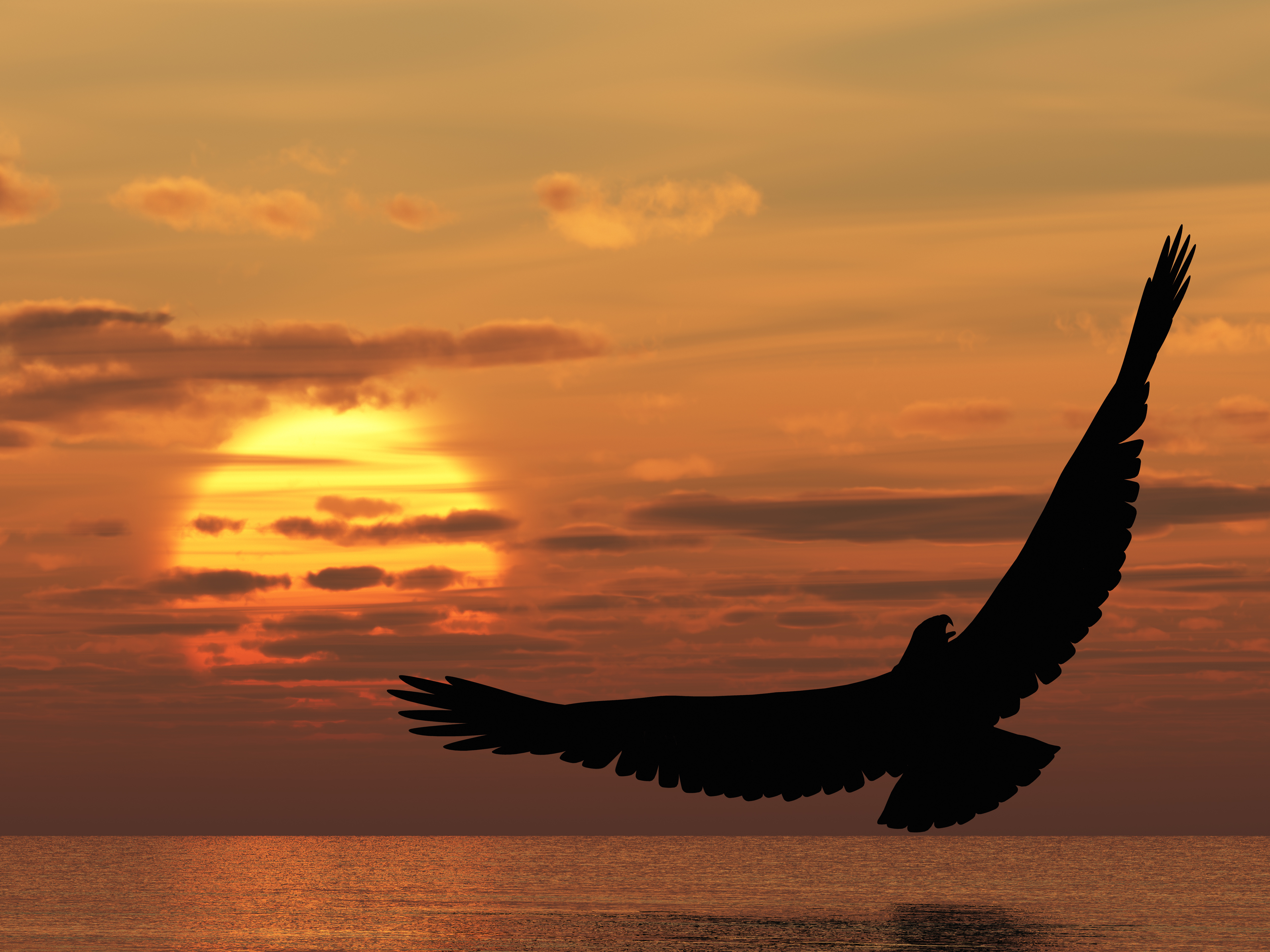Орел в полете на закате