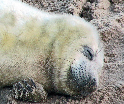 sleeping seal
