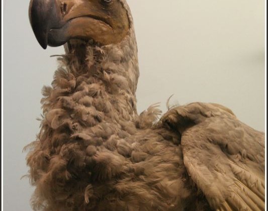 Taxidermy of dodo bird