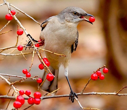 Bird with red berry in its mouth