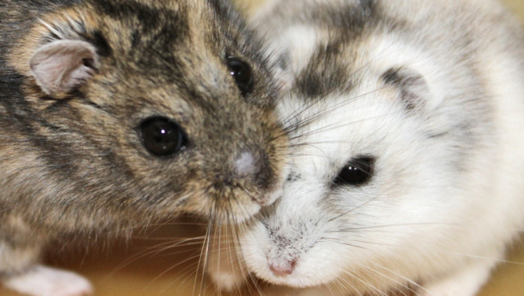 Siberian hamsters