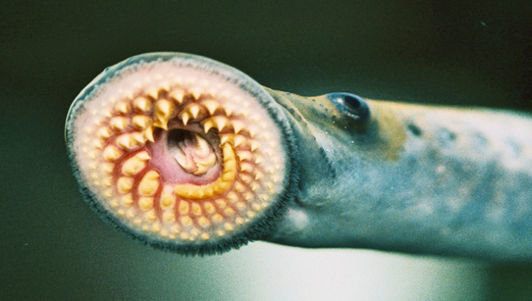 Sea lamprey