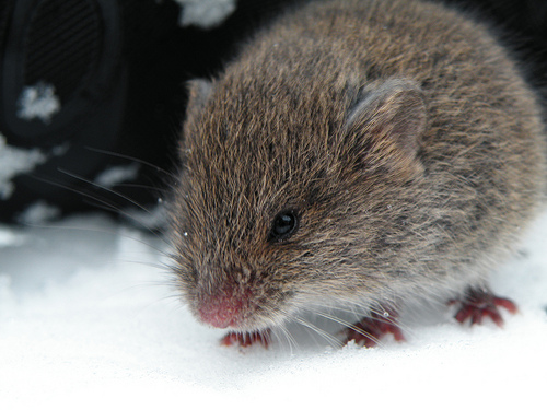 mouse in snow