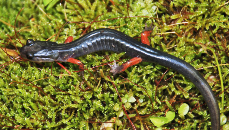 Red-Legged-Salamander