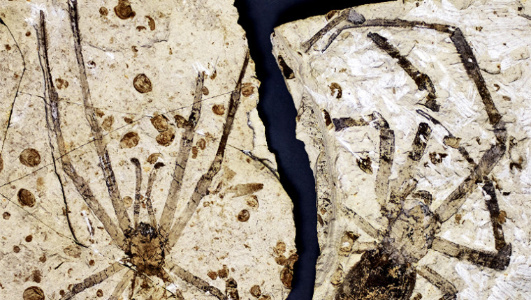 Fossil of spider