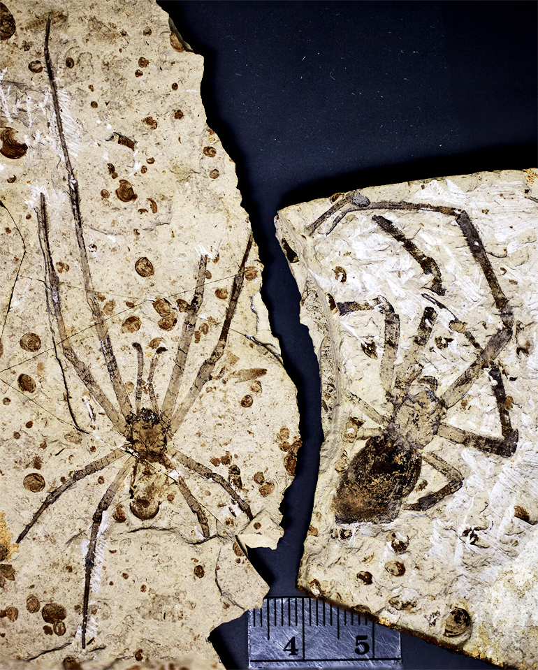 Ископаемые членистоногие. Mongolarachne Jurassica. Nephila Jurassica. Паук Нефила Юрская. Fossil окаменелости.