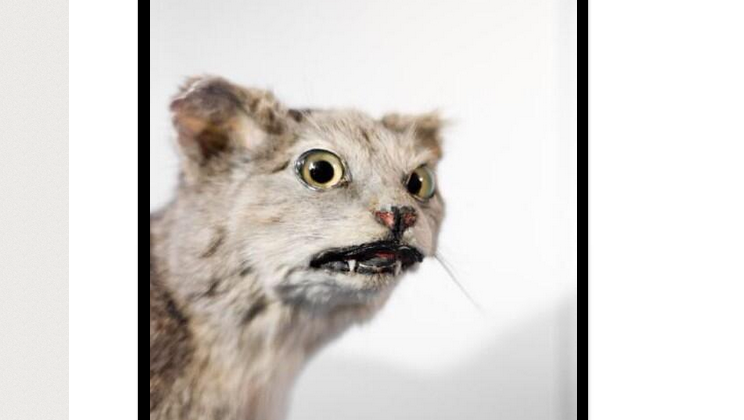 Mátame, camión! (El Tópic de la Taxidermia Chunga) - Página 7 Craptaxidermy-744x420