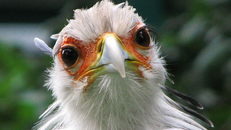 secretary bird