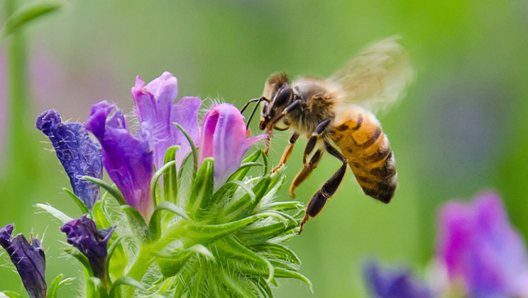 bee on a wild flower