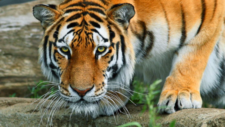 tiger, close up