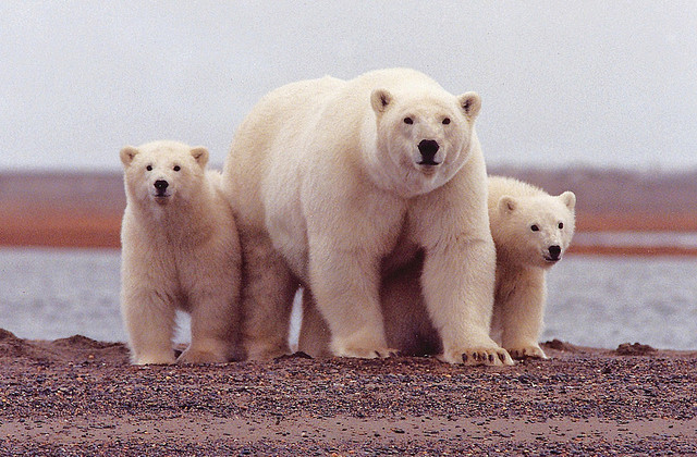 Polar bear and twin cubs