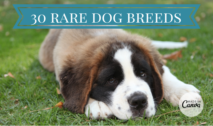 almost extinct dog breeds