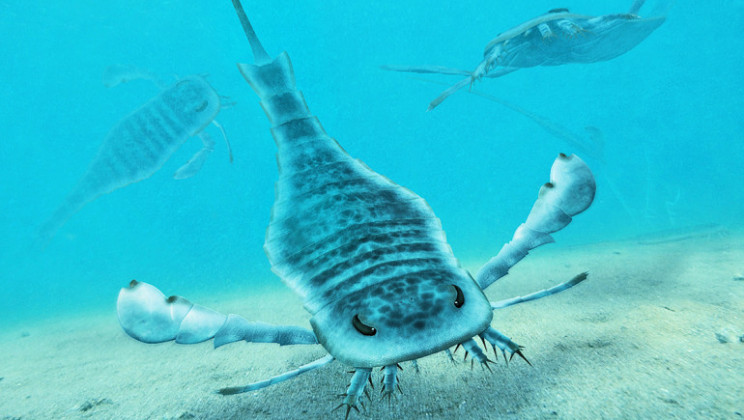 Giant sea scorpion