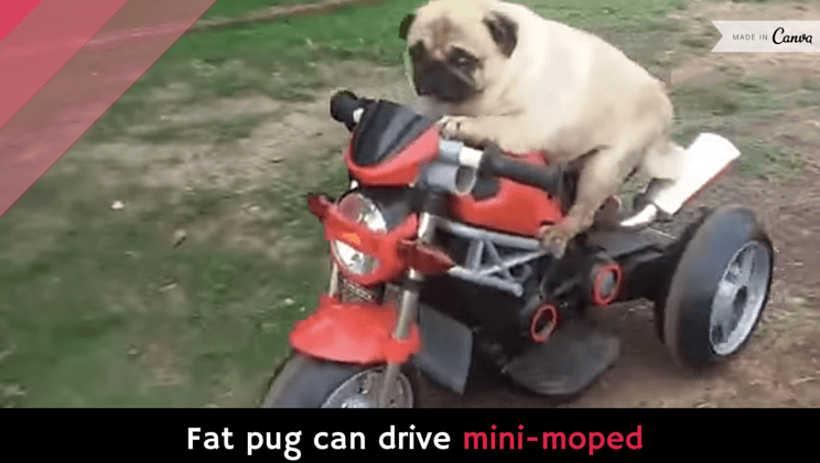 Fat can drive mini-moped [video] - Alltop Viral