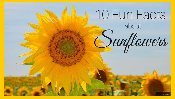 10-happy-facts-about-sunflowers-alltop-viral