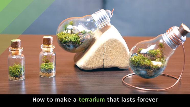 How to make a terrarium that forever [video] - Viral