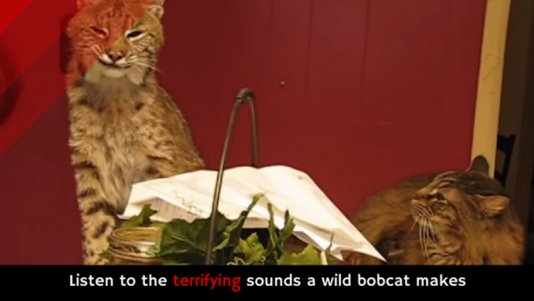 bobcat low growl sound