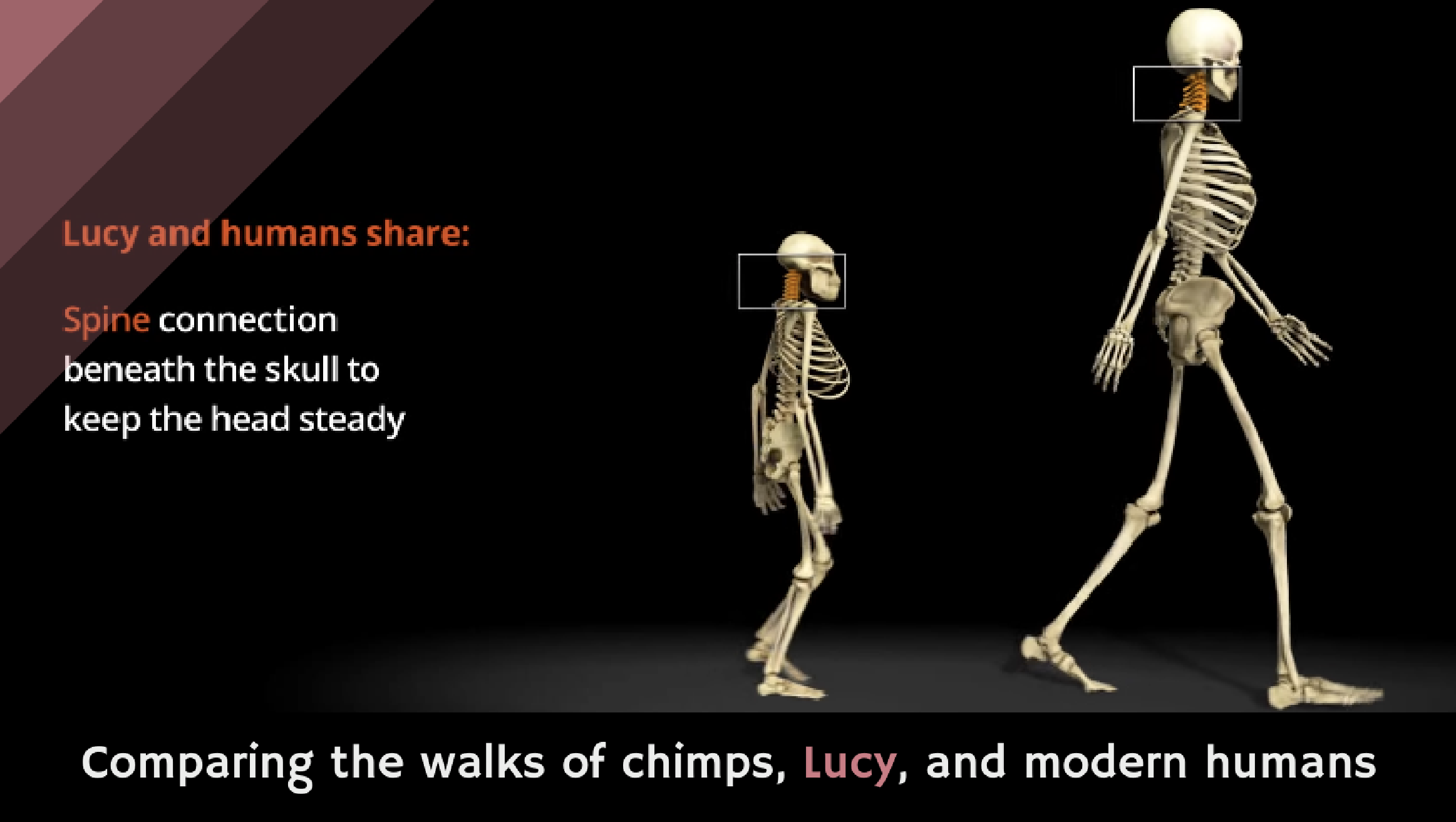 chimpanzee vs human skull