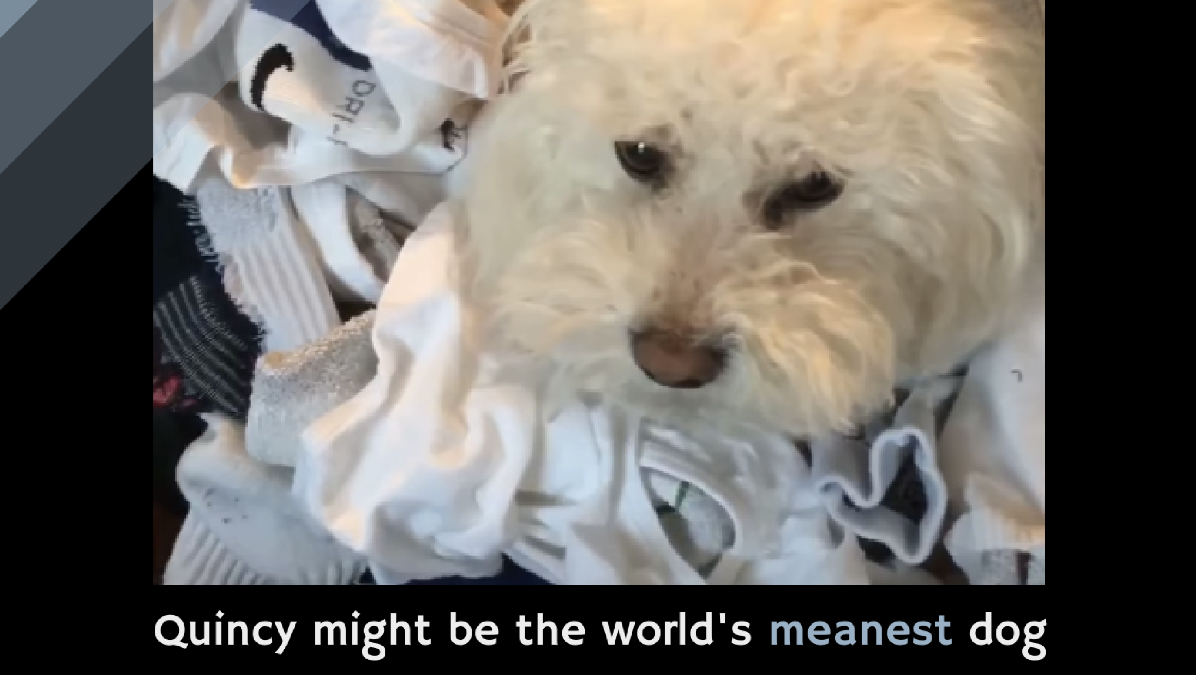 Quincy might be the world's meanest dog Alltop Viral