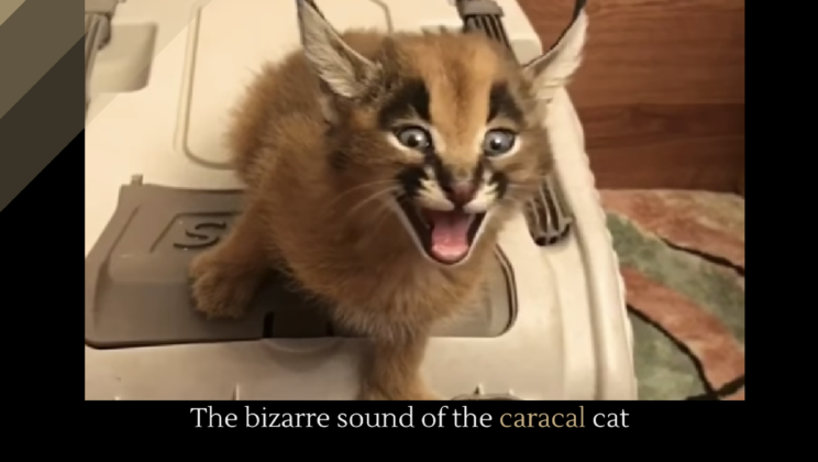 10 Cat Noises and Strange Sounds & What They Mean?