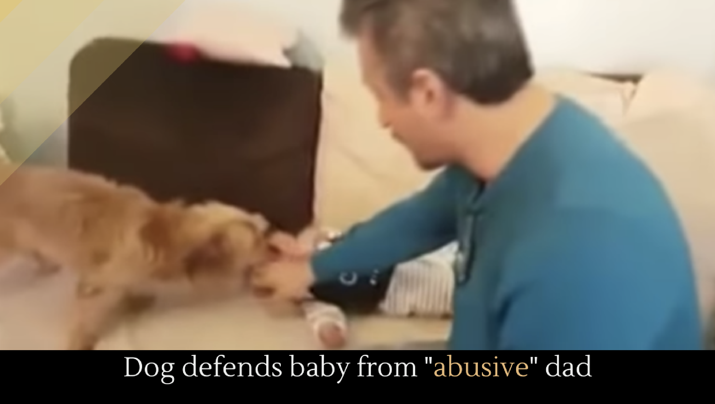 Dog defends baby from "abusive" dad Alltop Viral