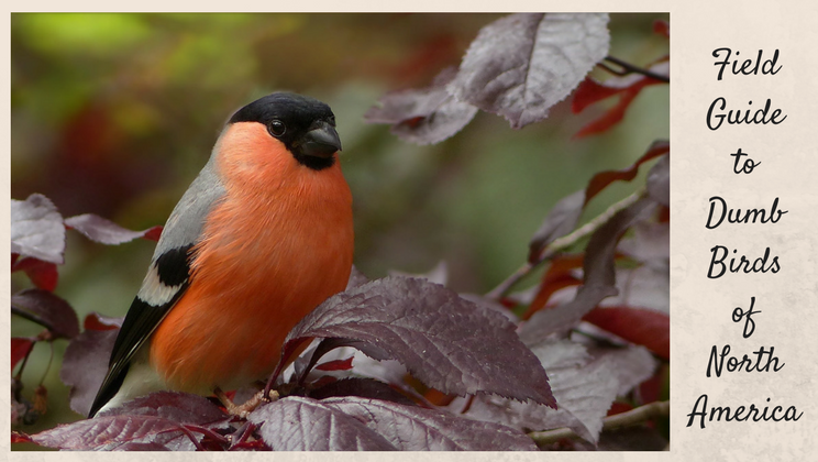 The field guide for people who hate birds - Alltop Viral