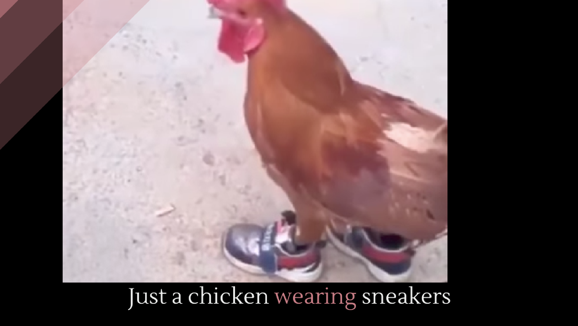 Just a chicken wearing sneakers - Alltop Viral