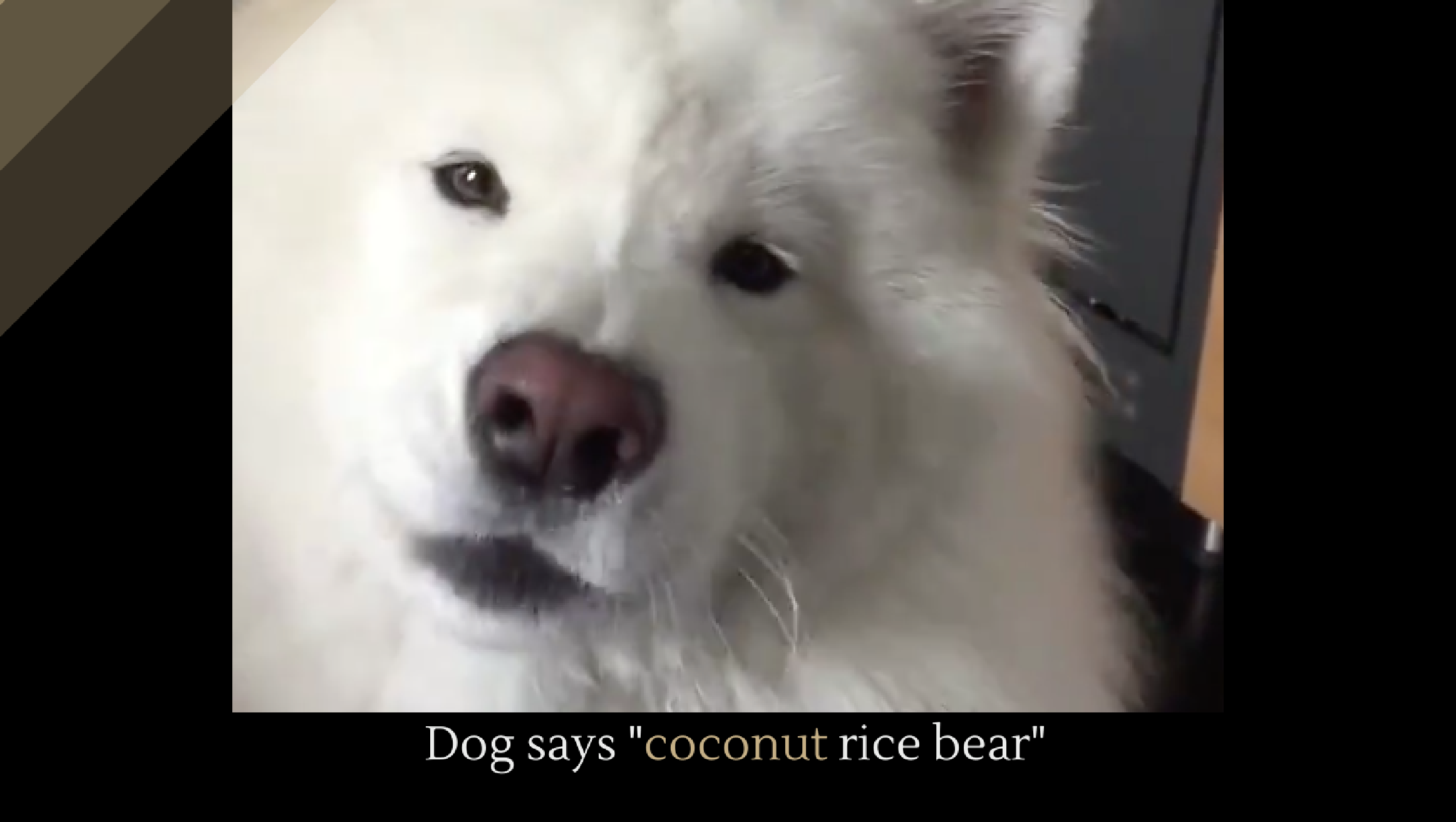 Dog says "coconut rice bear" Alltop Viral