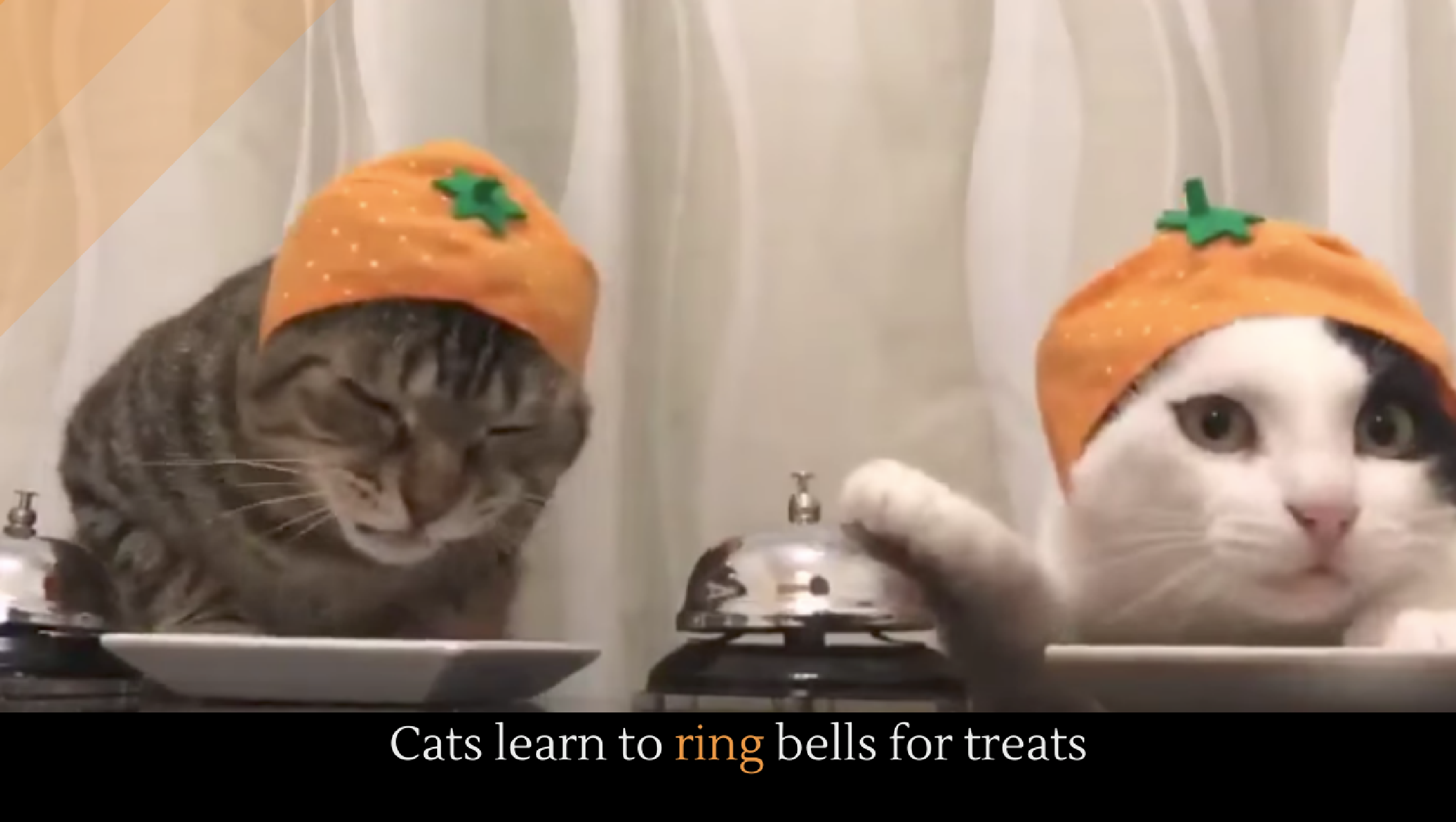 Cats learn to ring bells for treats Alltop Viral