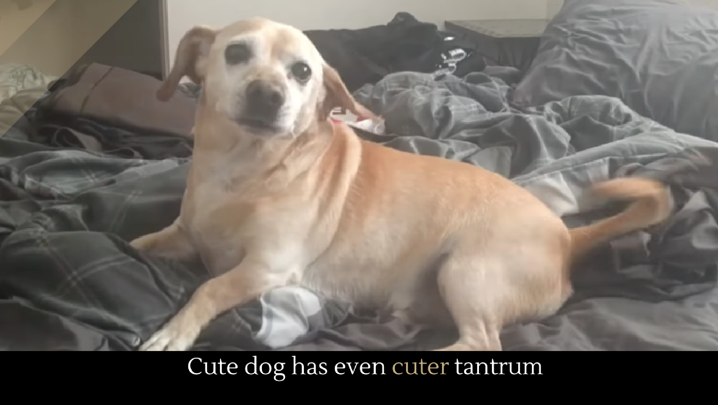 Cute dog has even cuter tantrum Alltop Viral