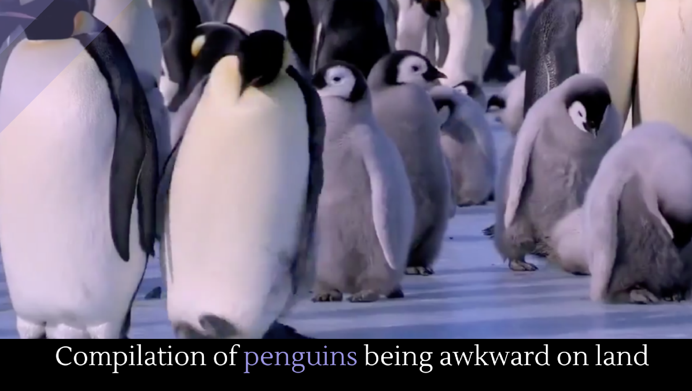 Compilation of penguins being awkward on land - Alltop Viral