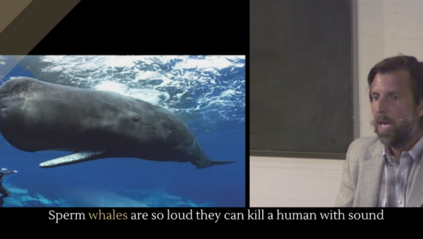 Sperm whales are so loud they can kill a human with sound - Alltop Viral