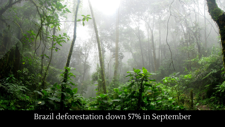  Brazil deforestation down 57% in September
